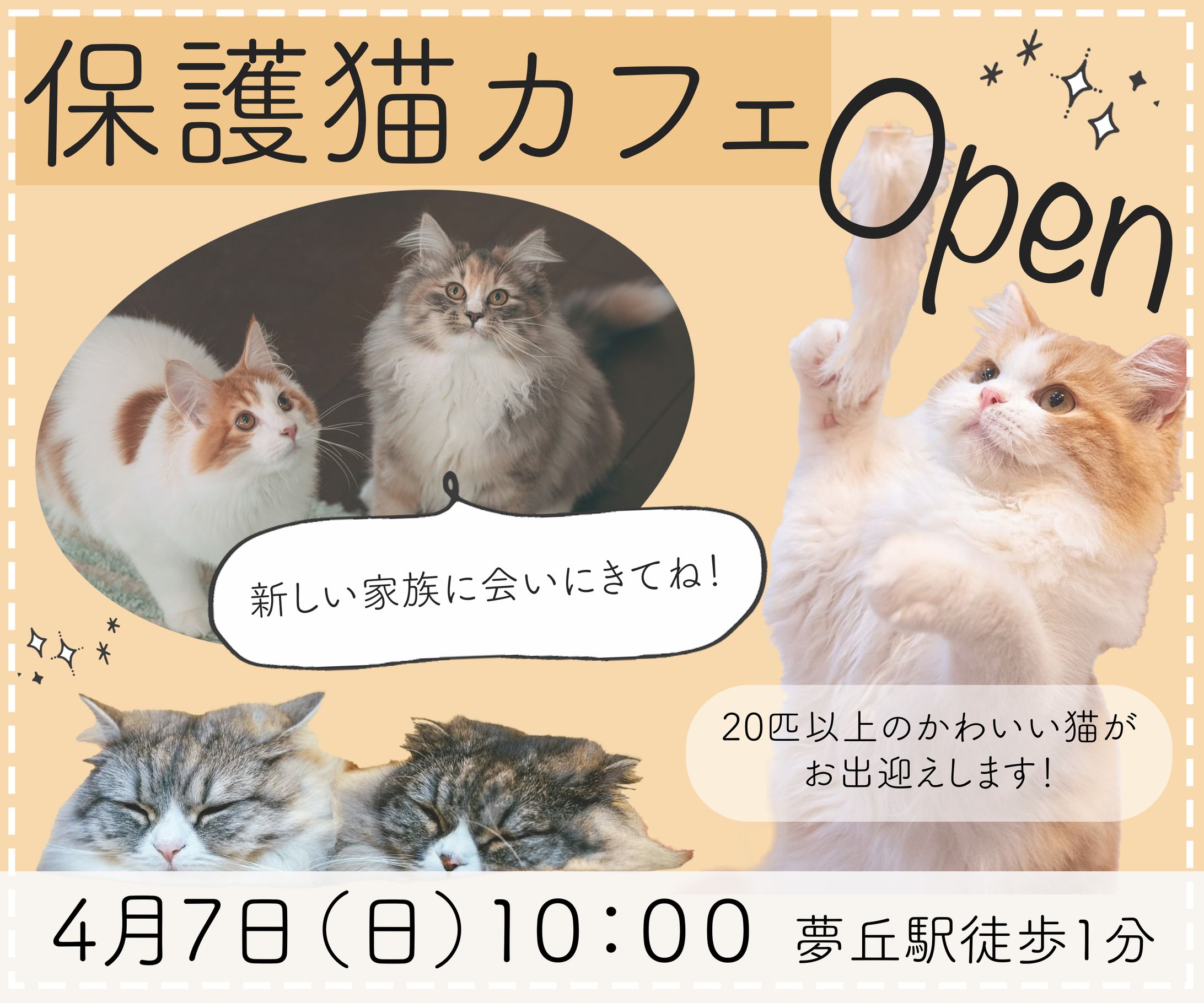 保護猫カフェ-1