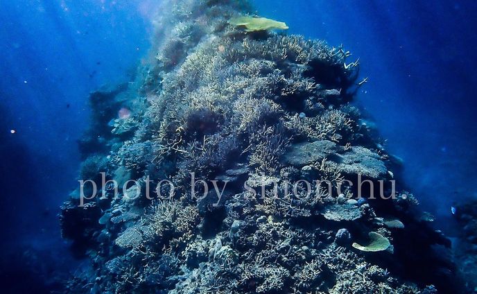 ありがたいことにこの一年で、いろんな島で、いろんな方と海へ行く機会があり、本当に多くの経験をすることができて毎日が夢のような日々です。

海に近いぼくだからこそ、伝えたいこと、伝えなきゃいけないことがたくさん、たくさんあります。

うれしいことも、悲しいことも。

それを語ると1週間はかかりそうなので、ひと言にまとめるならば…

やっぱり海はキレイがいい。

それに尽きます。

サンゴや生き物がイキイキと暮らす海
ウミガメが優雅に泳ぐ海
ゴミに出会うことのない気持ちがいい海

キレイな海にぼくらはあこがれて、もっともっと海が好きになります。

なかなか海に行く機会がない方も、多くいらっしゃると思います。

だからこそ、ぼくは「美ら海ジャーナリスト」として沖縄の海をいろんな角度から伝え続けていきます。

みんなでもっと、沖縄の海を愛せるように。

これからもよろしくお願いいたします。
__________________
1〜5枚目）
伊平屋島
@ginziooshiro さん、ありがとうございました。

6〜9枚目）
水中にネットがあることで、安心できない生きものたちがいる現状があります。少しでも解決に向けた方策をみんなで考えていけたらいいですね。

#海の日 
#伊平屋島 
#ウミガメ 
#ゴーストネット 
#海洋ゴミ問題 
#海のゴミ拾い 
#美ら海ジャーナリスト