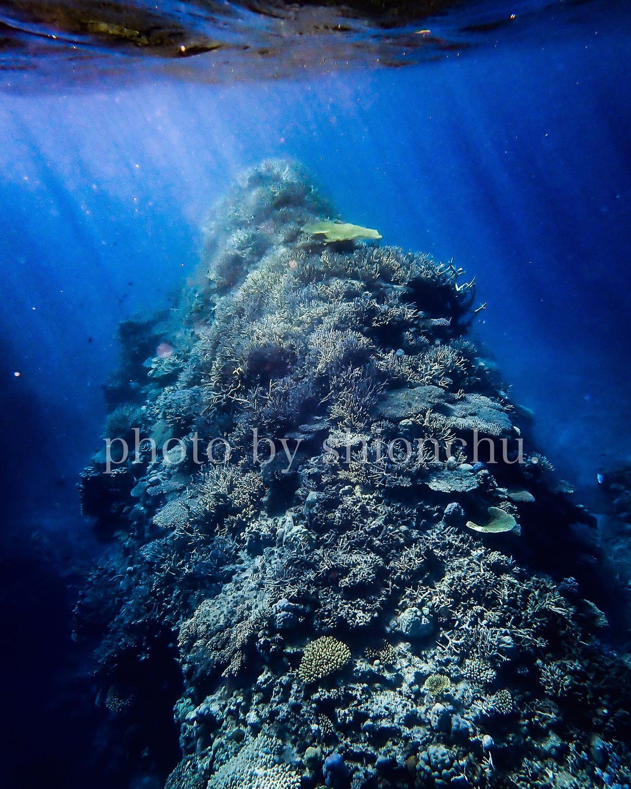 ありがたいことにこの一年で、いろんな島で、いろんな方と海へ行く機会があり、本当に多くの経験をすることができて毎日が夢のような日々です。

海に近いぼくだからこそ、伝えたいこと、伝えなきゃいけないことがたくさん、たくさんあります。

うれしいことも、悲しいことも。

それを語ると1週間はかかりそうなので、ひと言にまとめるならば…

やっぱり海はキレイがいい。

それに尽きます。

サンゴや生き物がイキイキと暮らす海
ウミガメが優雅に泳ぐ海
ゴミに出会うことのない気持ちがいい海

キレイな海にぼくらはあこがれて、もっともっと海が好きになります。

なかなか海に行く機会がない方も、多くいらっしゃると思います。

だからこそ、ぼくは「美ら海ジャーナリスト」として沖縄の海をいろんな角度から伝え続けていきます。

みんなでもっと、沖縄の海を愛せるように。

これからもよろしくお願いいたします。
__________________
1〜5枚目）
伊平屋島
@ginziooshiro さん、ありがとうございました。

6〜9枚目）
水中にネットがあることで、安心できない生きものたちがいる現状があります。少しでも解決に向けた方策をみんなで考えていけたらいいですね。

#海の日 
#伊平屋島 
#ウミガメ 
#ゴーストネット 
#海洋ゴミ問題 
#海のゴミ拾い 
#美ら海ジャーナリスト-1