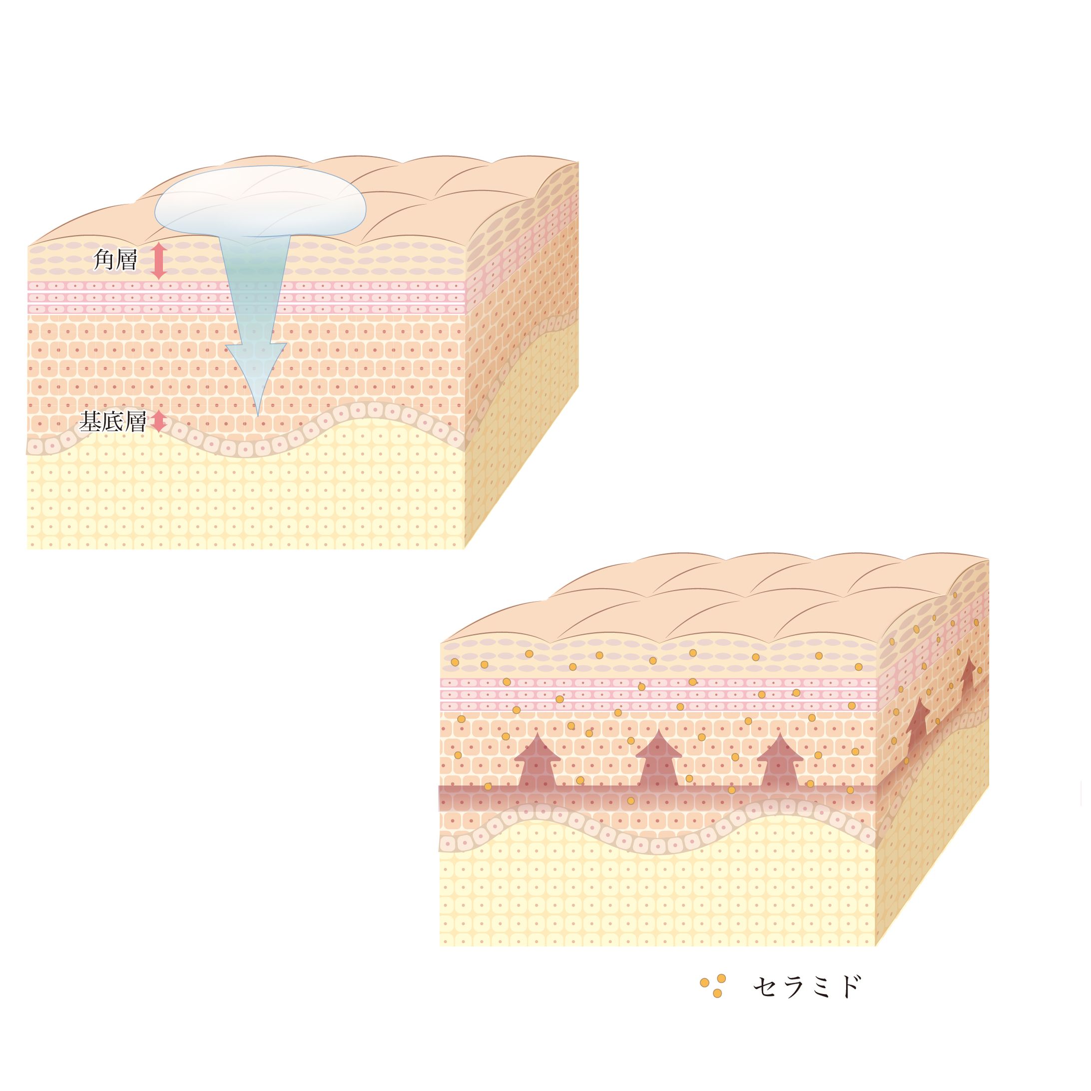 化粧品メーカーweb用 -1