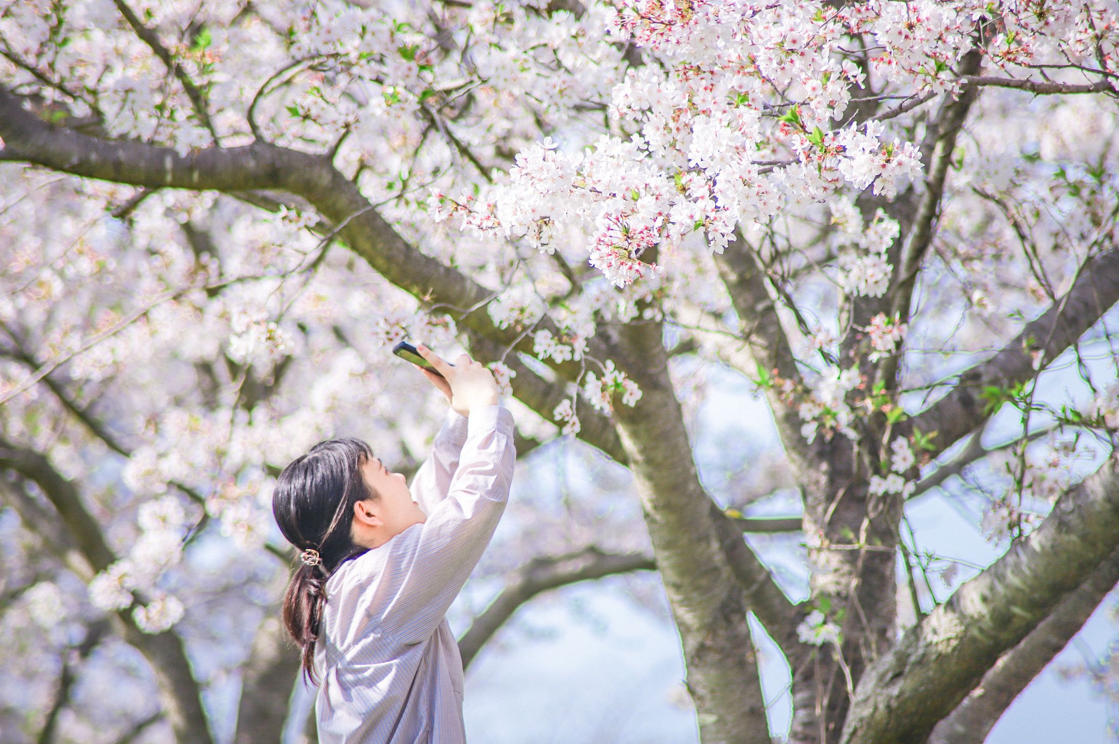 2021 春 #桜-1