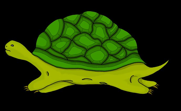 カードデザイン　カメ