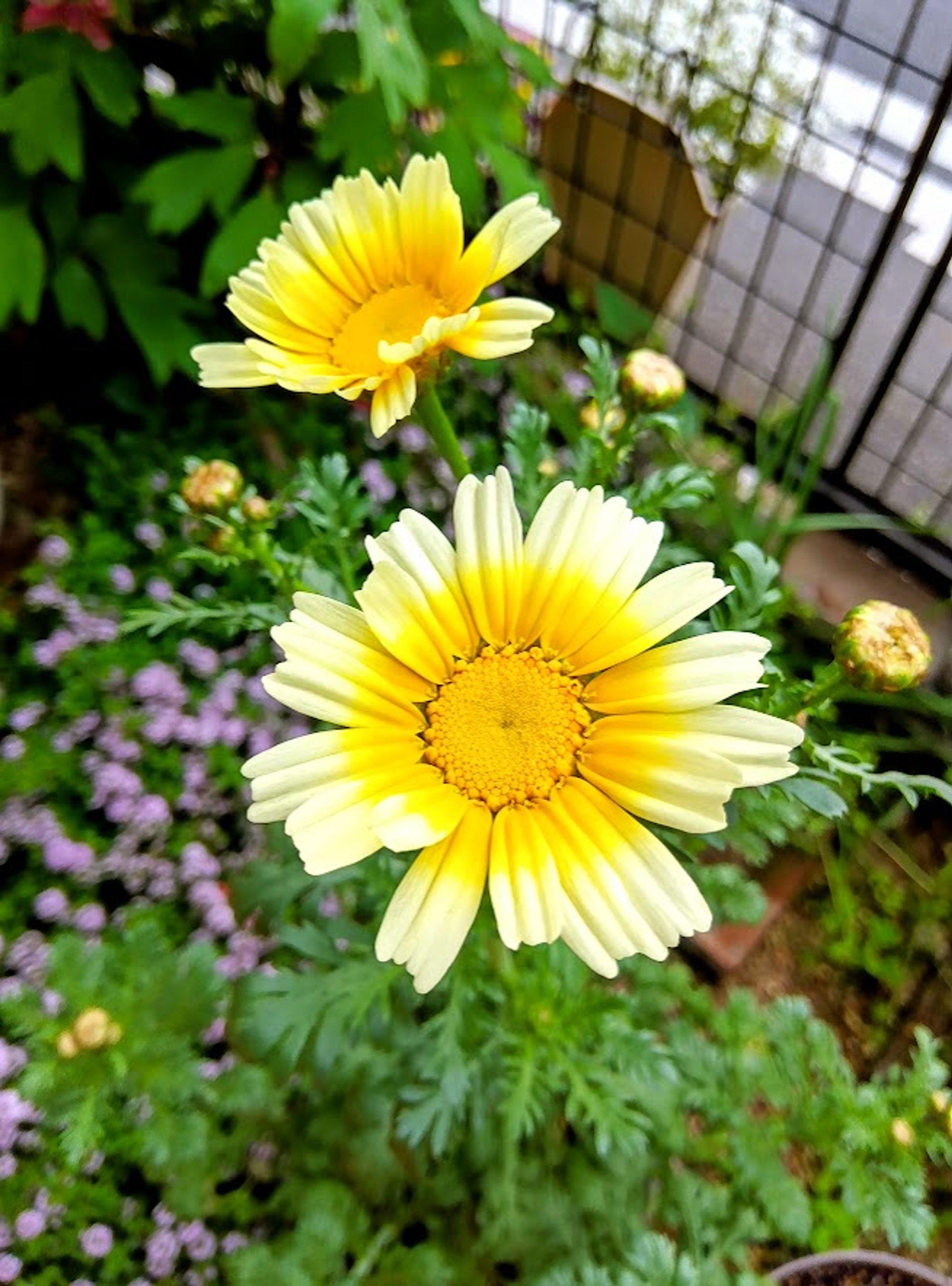 20250428春菊カワイイ花だった-1