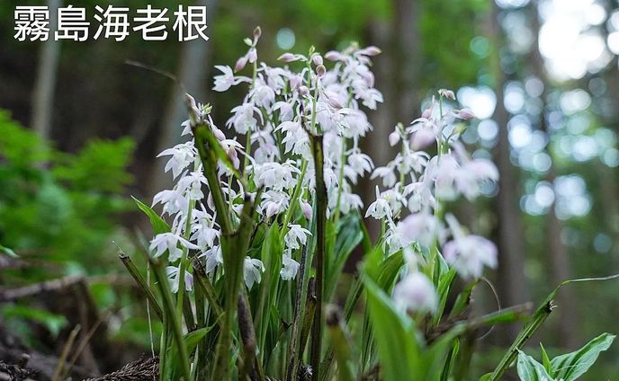 霧島海老根
kirisima ebine
2023.April 23th

#team_jp_flower
#flowerpic #flowermagic #flowerpassion #flowerpower #flowerbeauty #gardenflowers #flowerphotography #flowerphoto #flowerlife #flowerlove #flowerloversdaily #flowerlovers #naturephotography #naturepic #nature_perfection #nature_obsession #nature_brilliance #natureshots #kokohana
#flowers_super_pics #flowers_nirvana #山野草 #flower_daily #flower_shotz #flower_igers #flower_perfection
#nb_nature_brilliance
#花フレンド