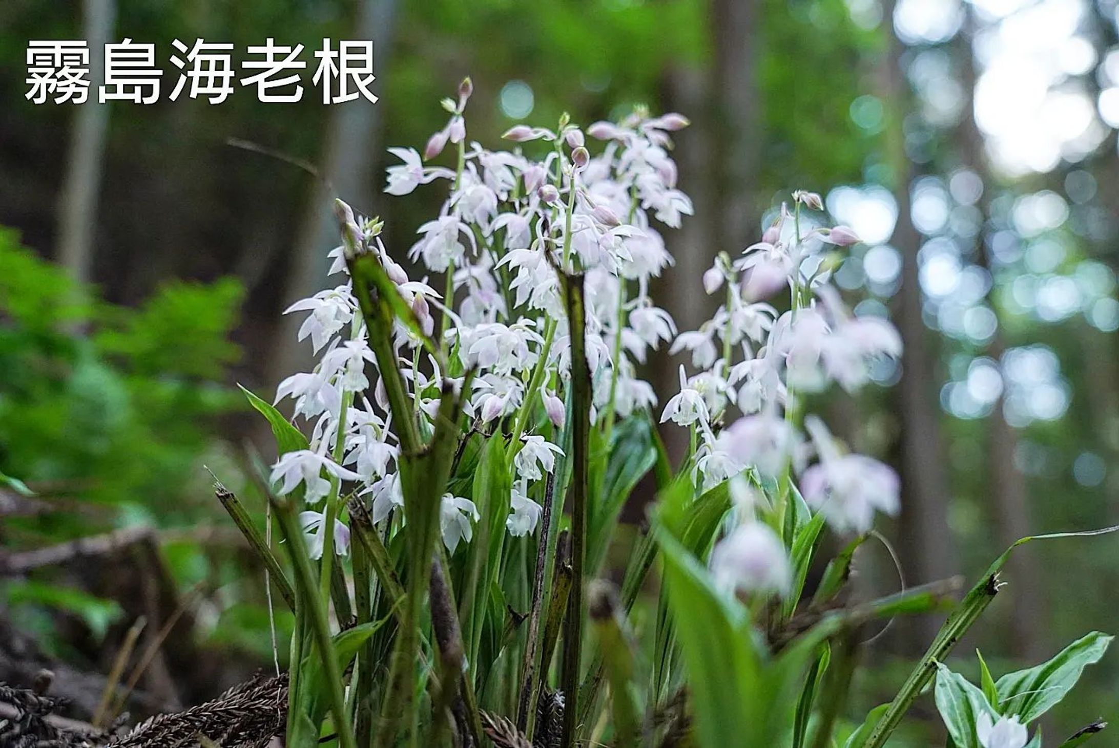 霧島海老根
kirisima ebine
2023.April 23th

#team_jp_flower
#flowerpic #flowermagic #flowerpassion #flowerpower #flowerbeauty #gardenflowers #flowerphotography #flowerphoto #flowerlife #flowerlove #flowerloversdaily #flowerlovers #naturephotography #naturepic #nature_perfection #nature_obsession #nature_brilliance #natureshots #kokohana
#flowers_super_pics #flowers_nirvana #山野草 #flower_daily #flower_shotz #flower_igers #flower_perfection
#nb_nature_brilliance
#花フレンド-1