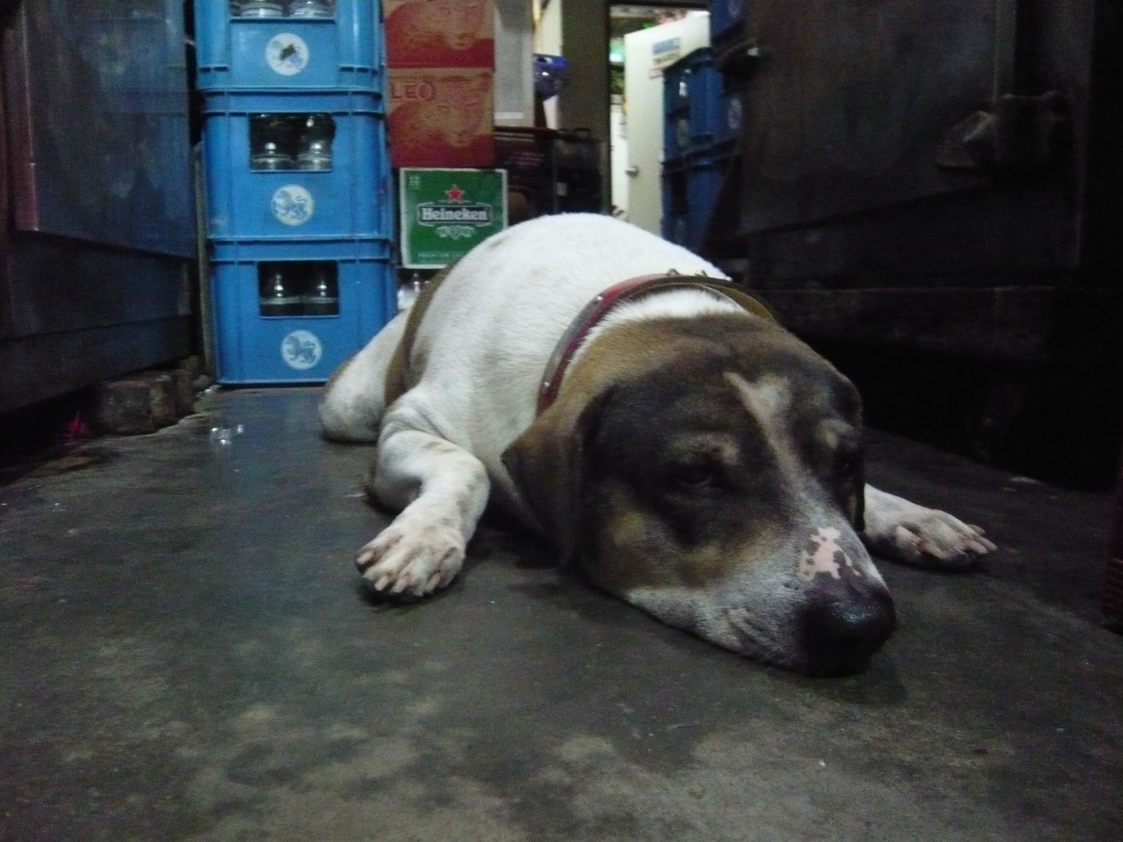 バンコクの店先看板犬-1