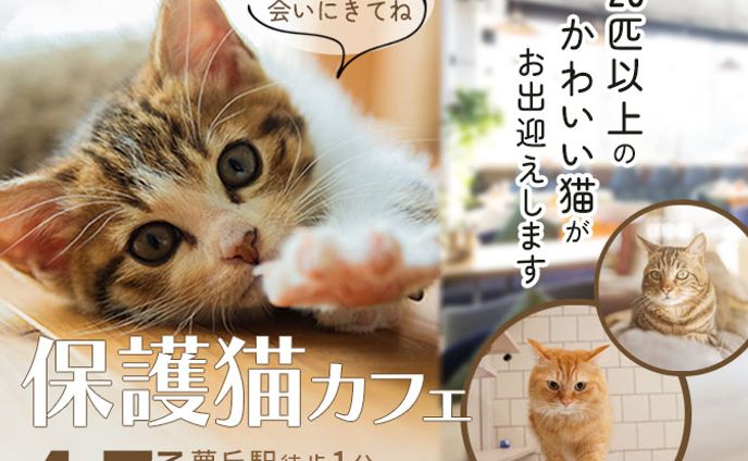 バナー/保護猫カフェバナー