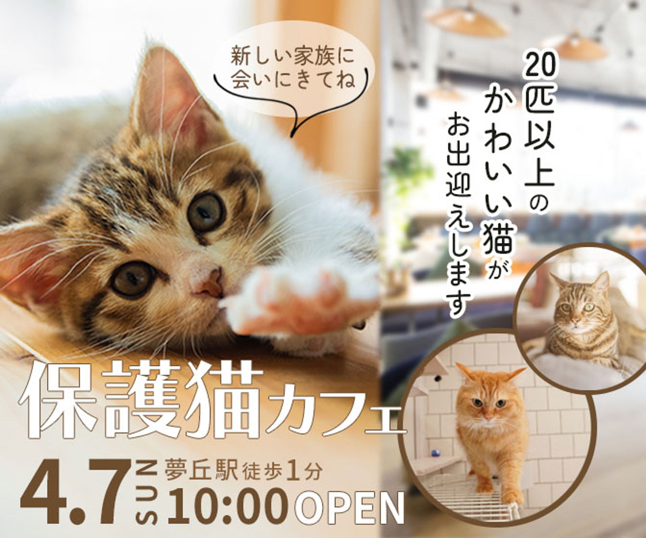 バナー/保護猫カフェバナー-1