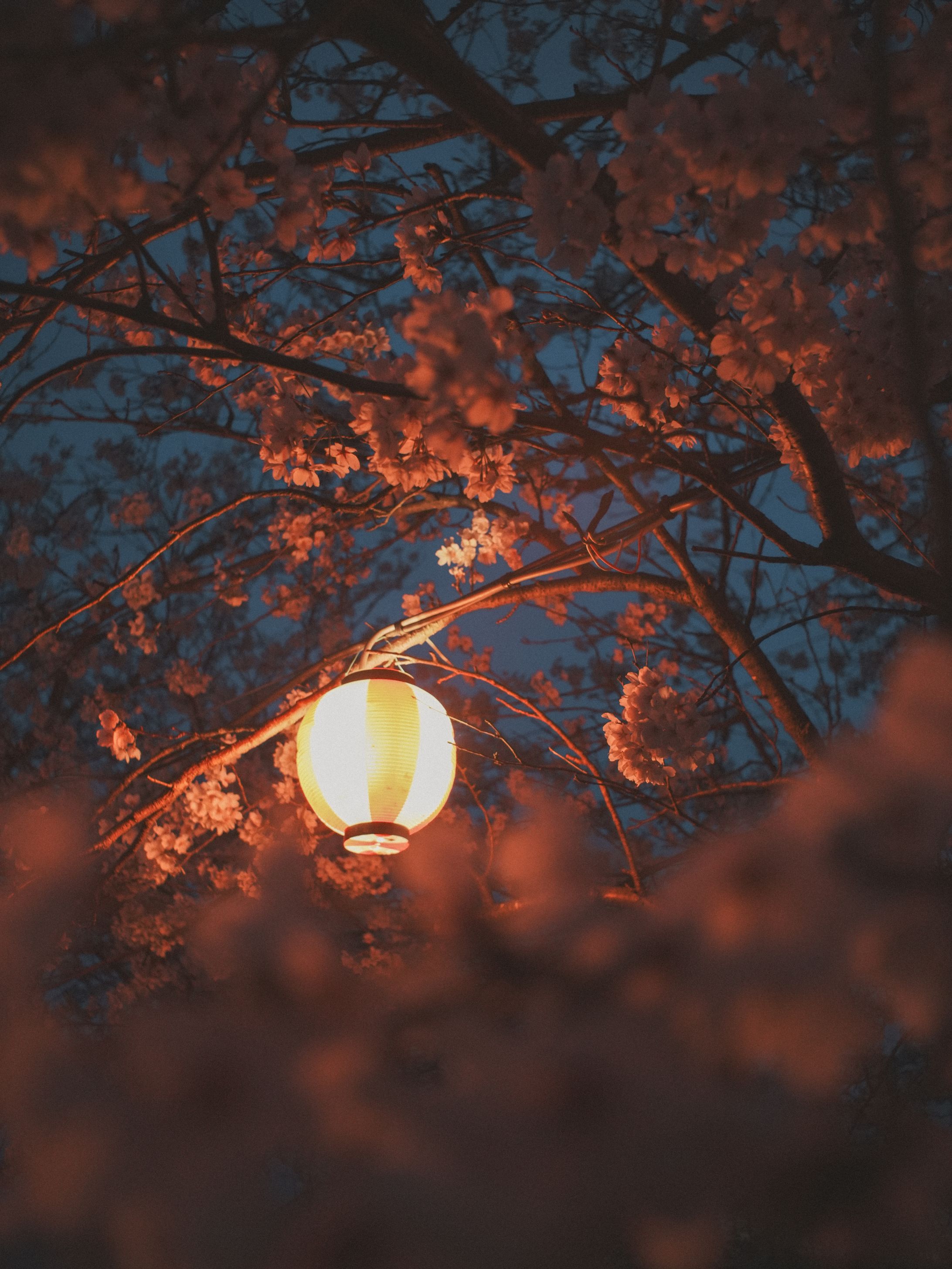すごぼりの桜並木-1