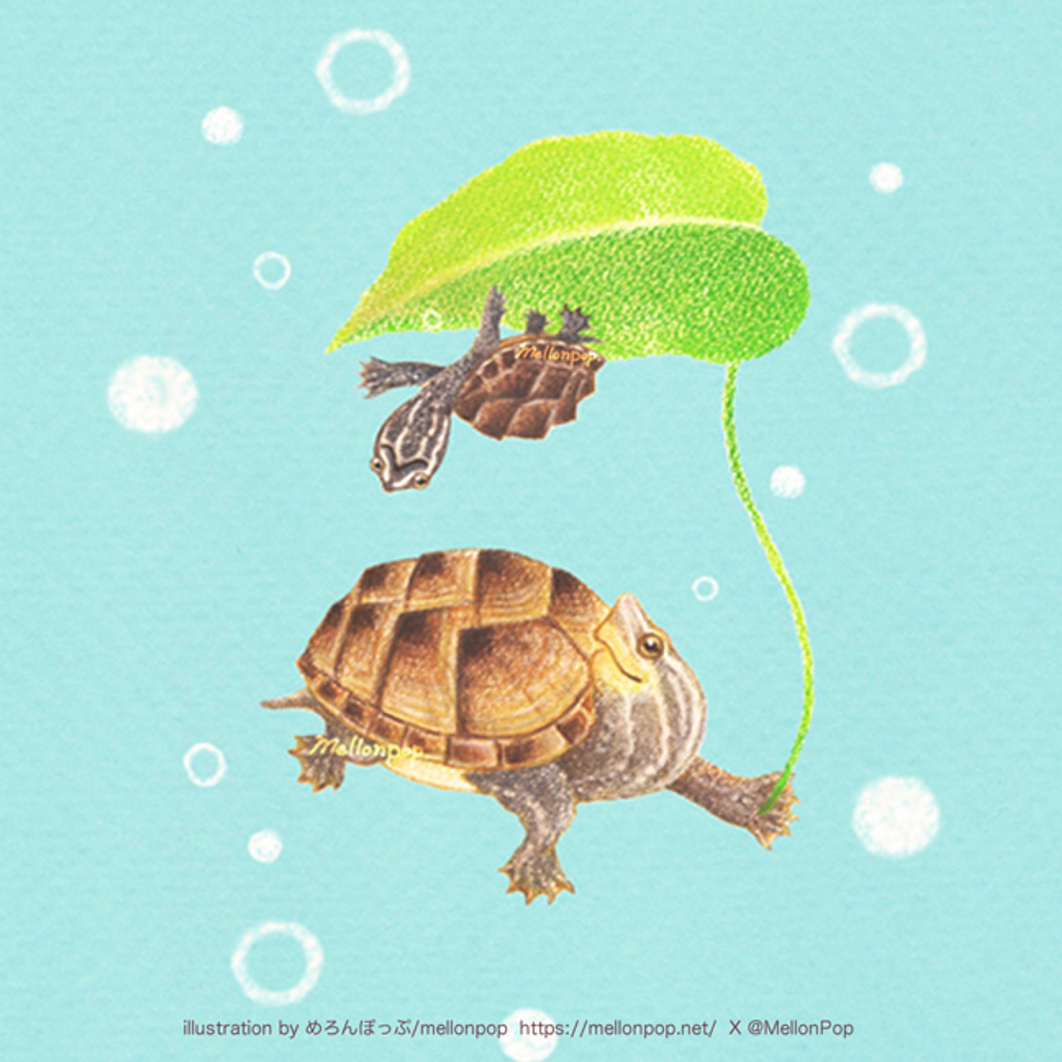 水の中のミシシッピニオイガメ -1