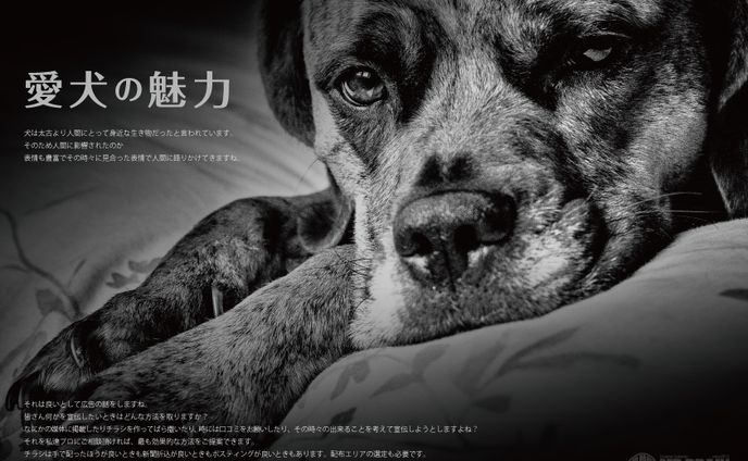 【私はこんな仕事がしたい】愛犬の魅力