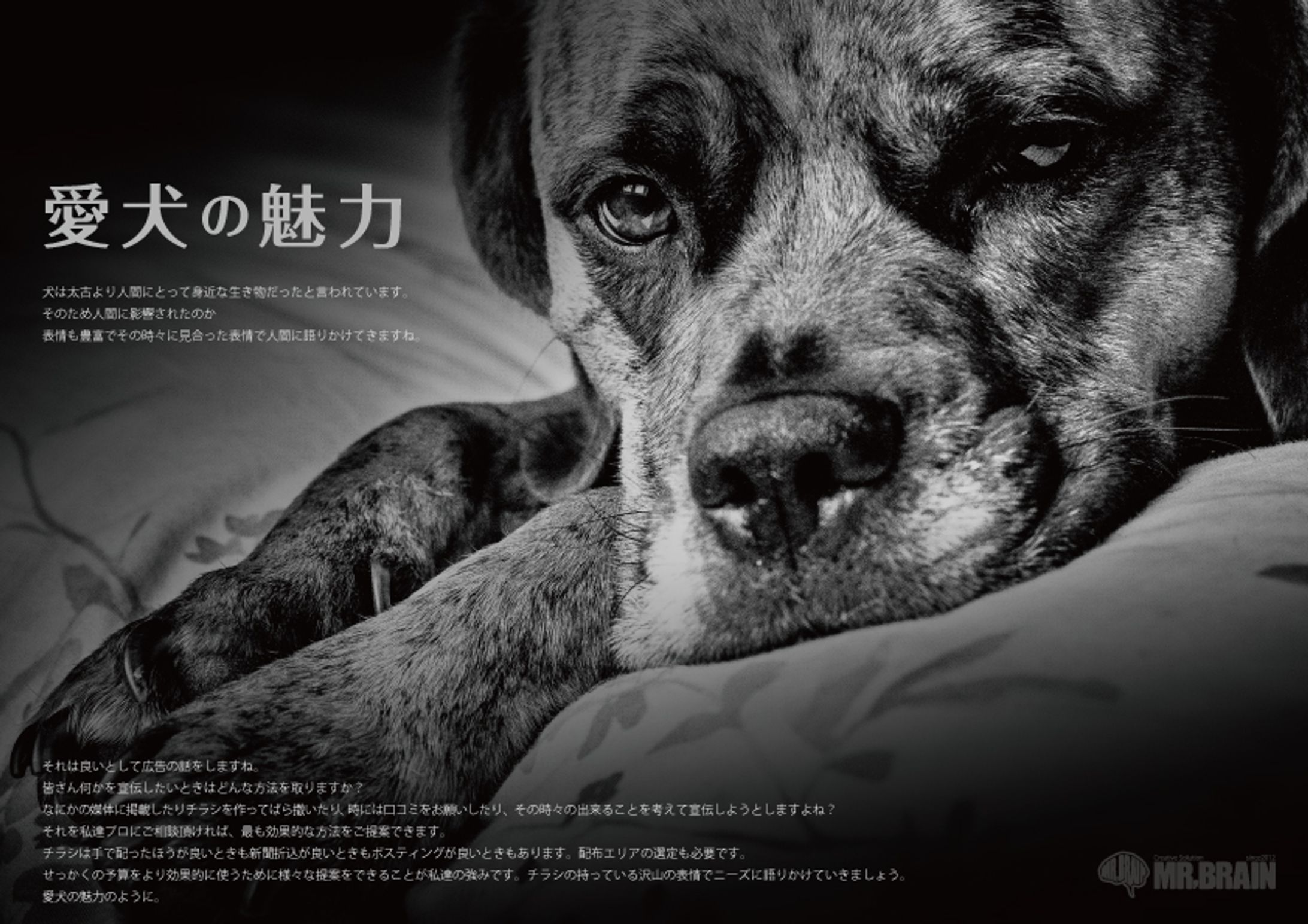 【私はこんな仕事がしたい】愛犬の魅力-1