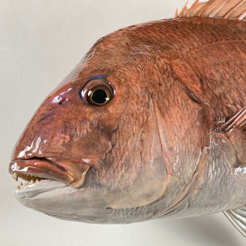 平目 ヒラメ剥製 55cm