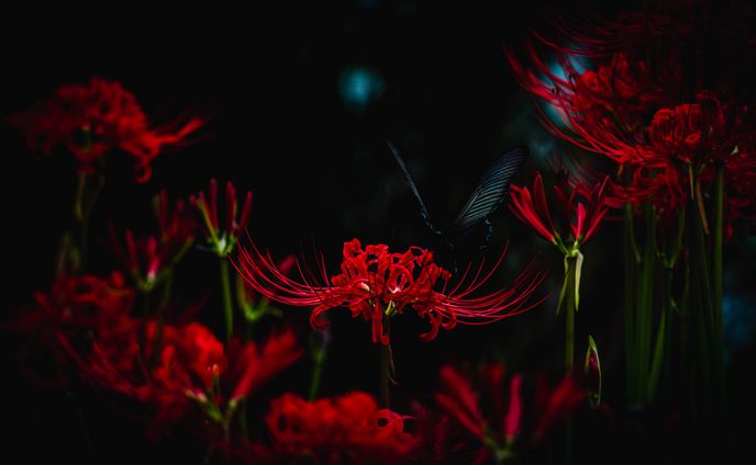 Photography - Spider Lilies