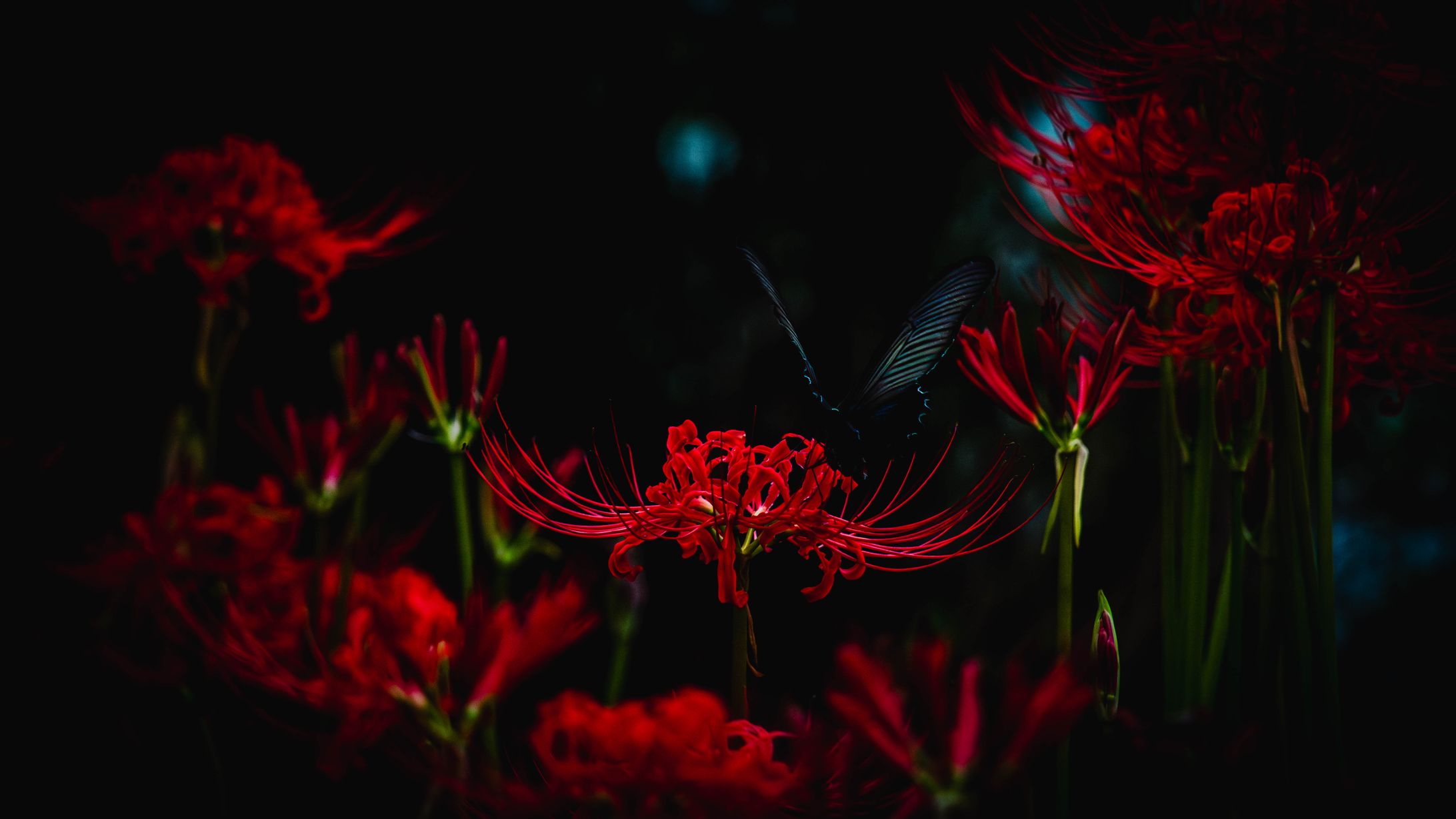 Photography - Spider Lilies-1