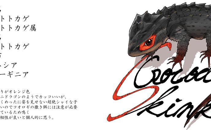 アカメカブトトカゲ