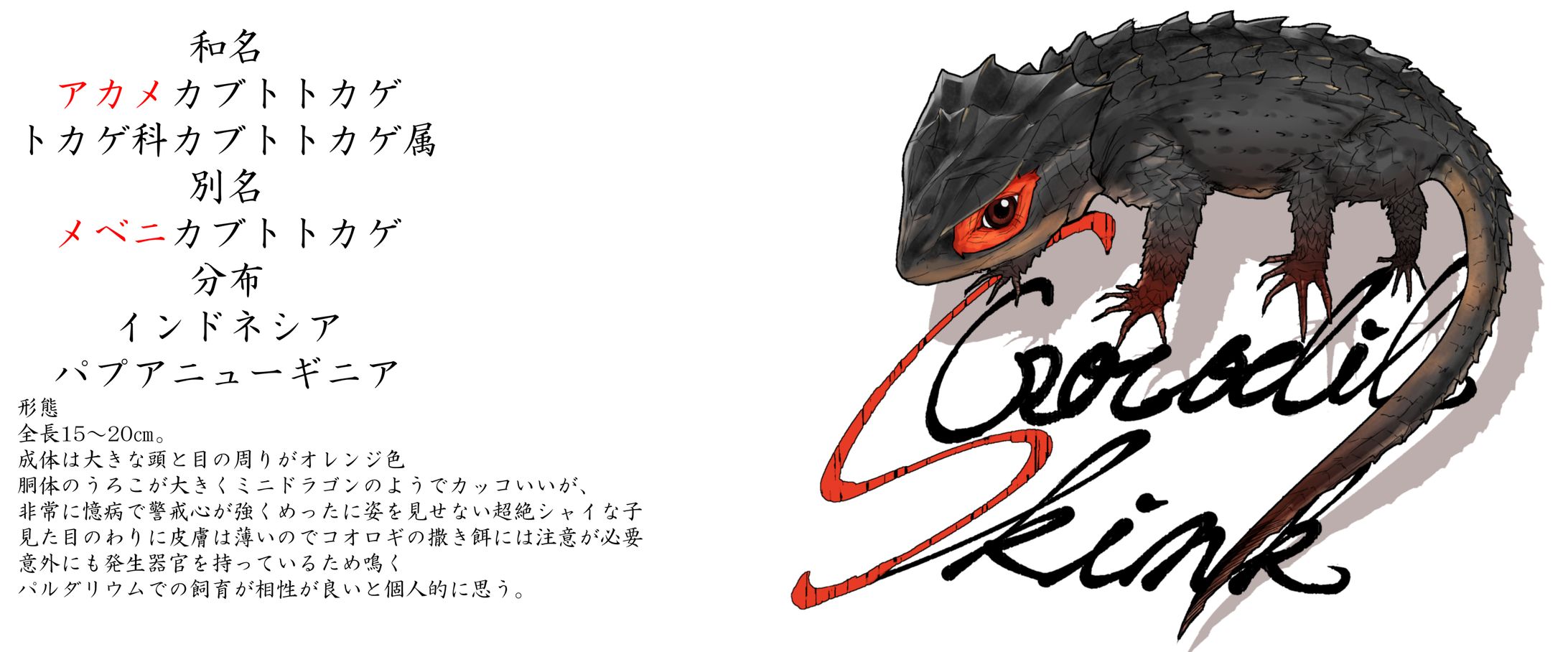 アカメカブトトカゲ-1