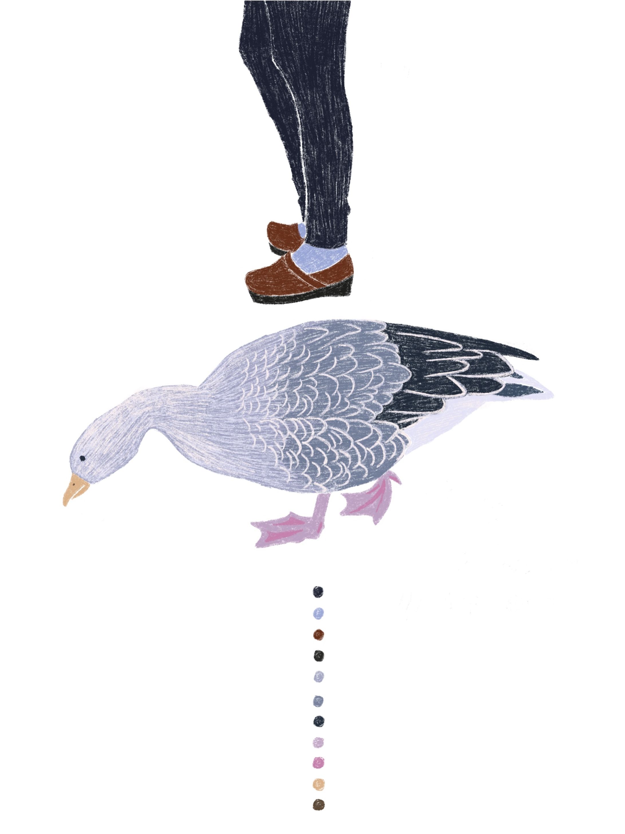 鳥-1