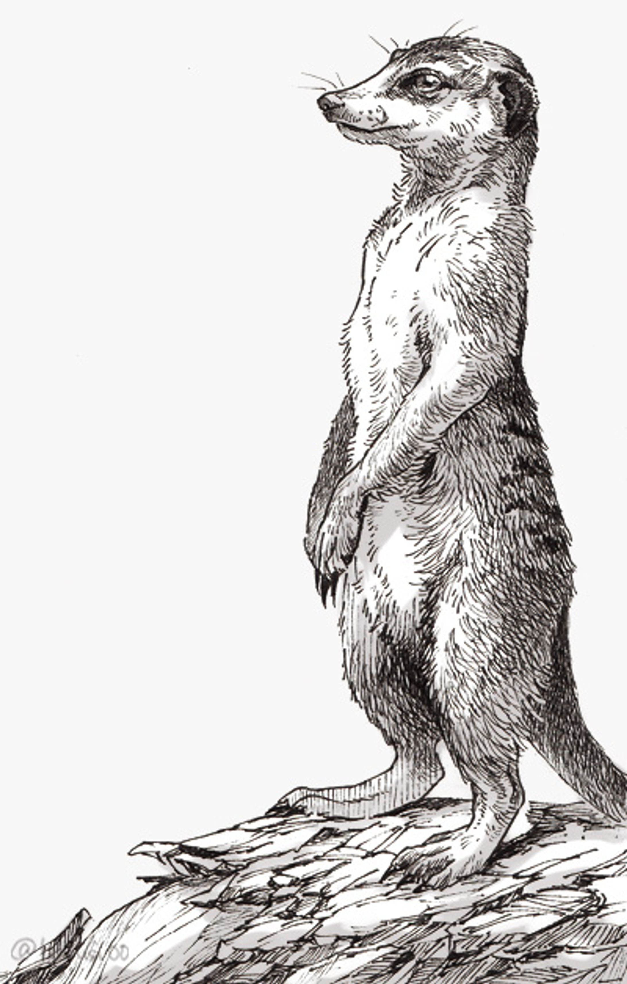 ミーアキャット2-1