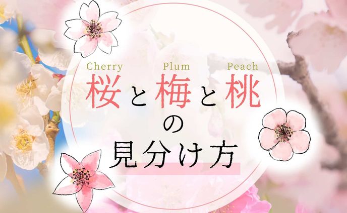 【桜と梅と桃】の違いとは？見分け方と特徴を徹底解説