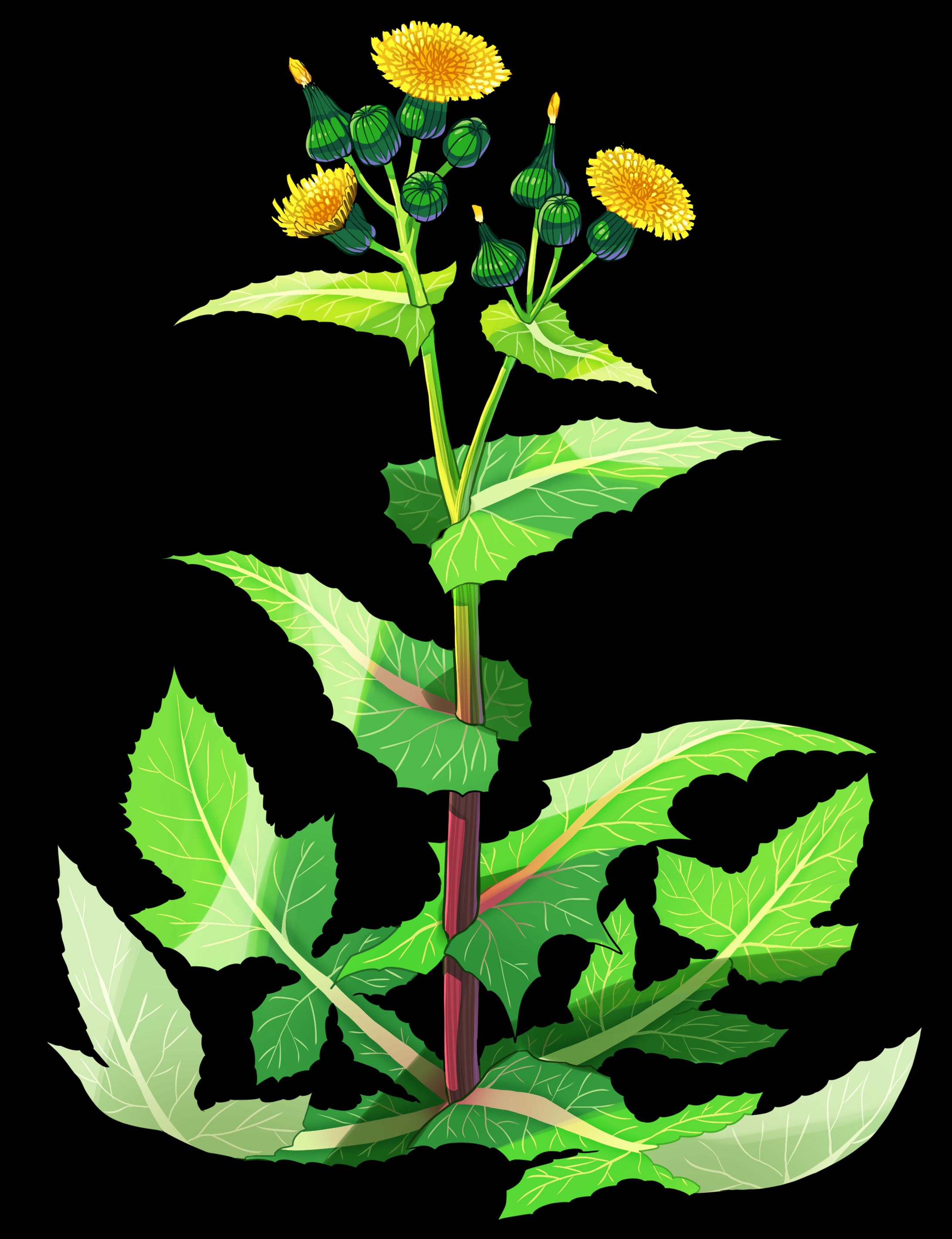 野草イラスト-1