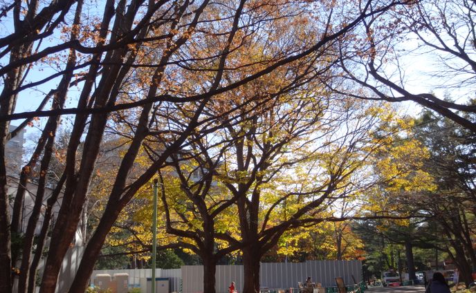 Trees