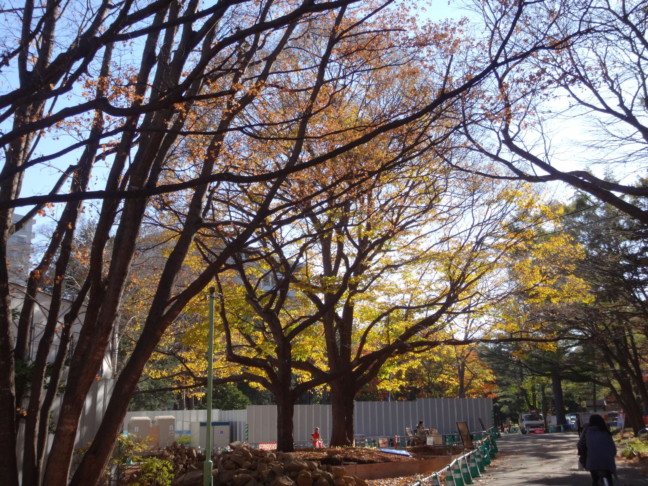 Trees-1