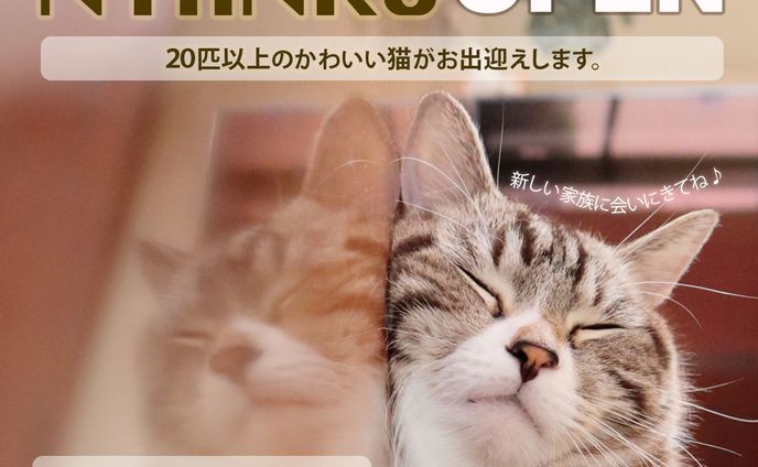 猫カフェ/Open告知