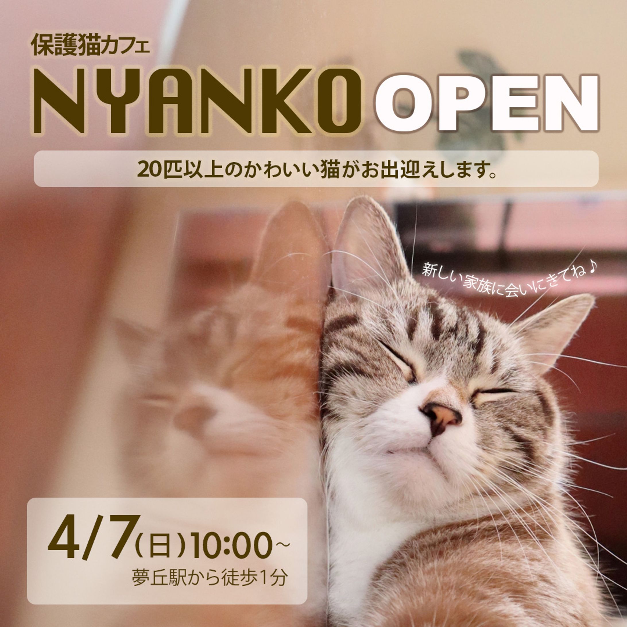 猫カフェ/Open告知-1