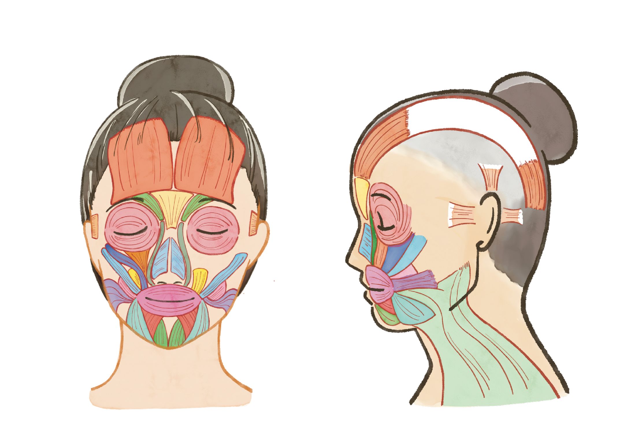 エステスクールテキスト用解剖図-1