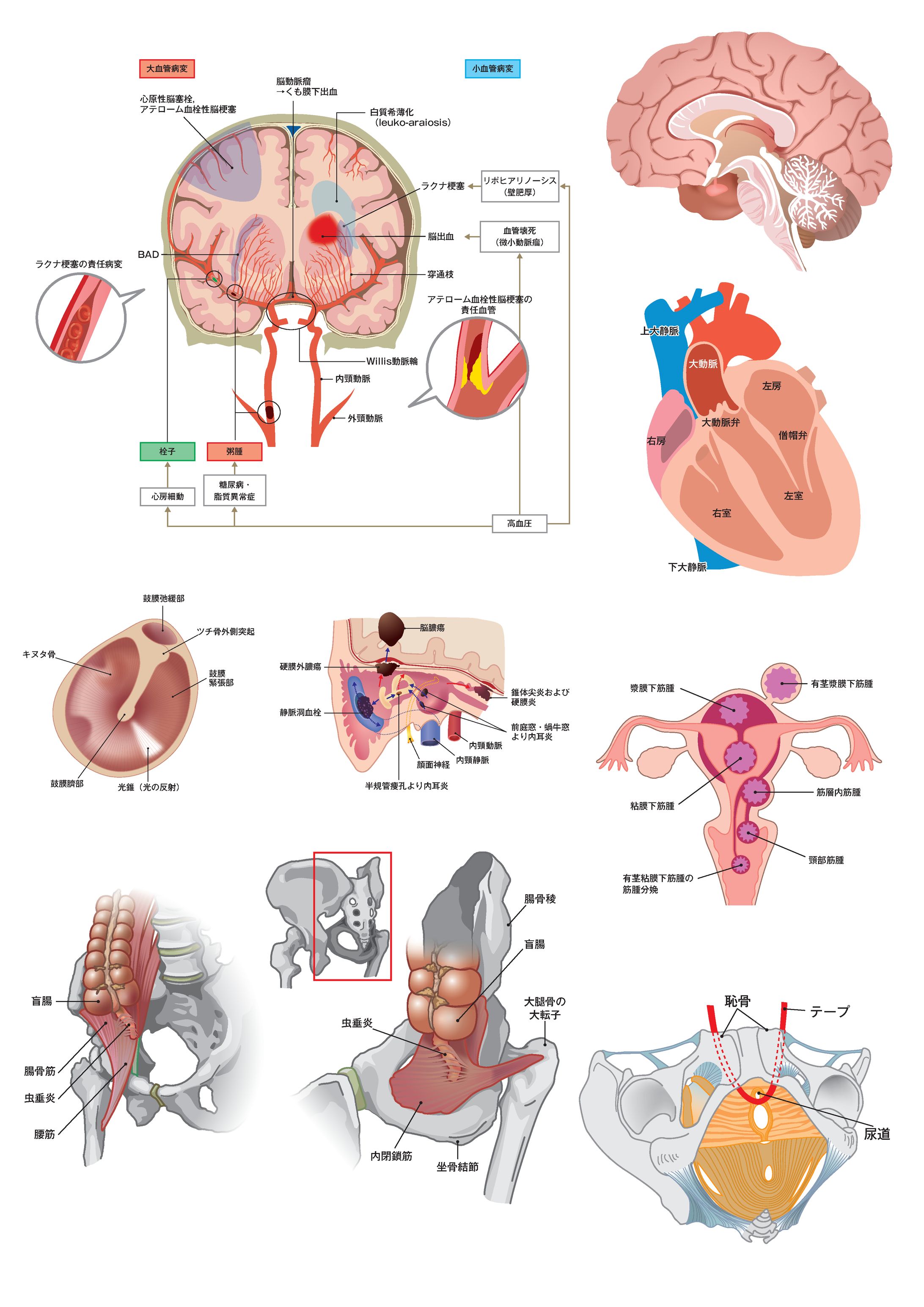 医学系雑誌・書籍用イラスト-1