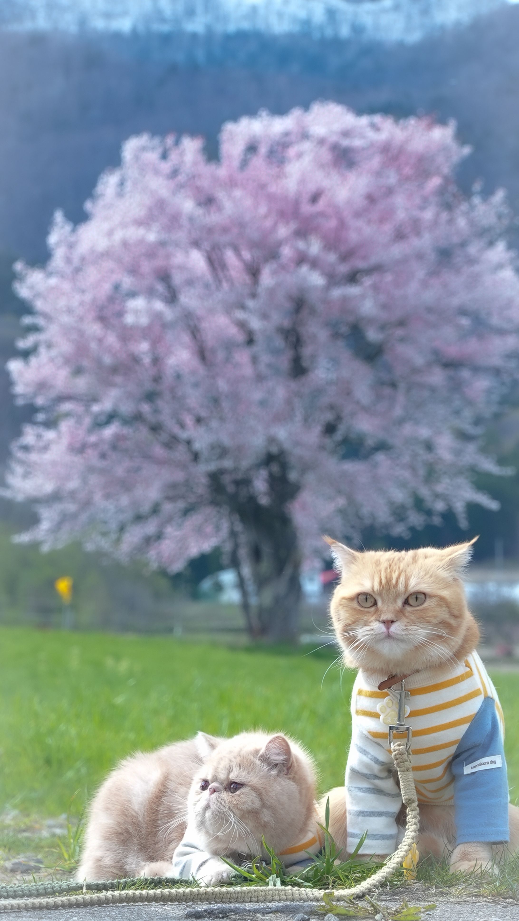 動物スナップ-1