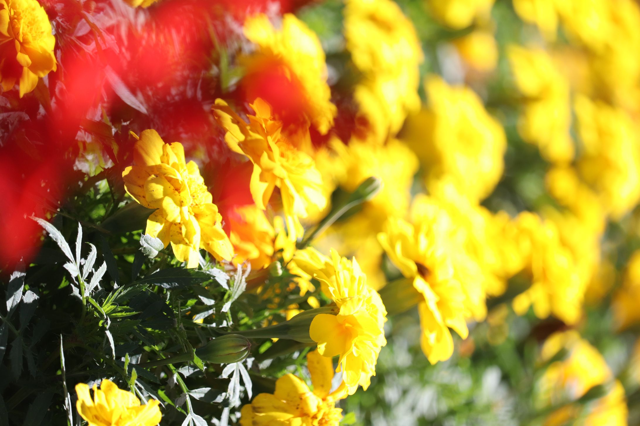 レッドゴールド-1