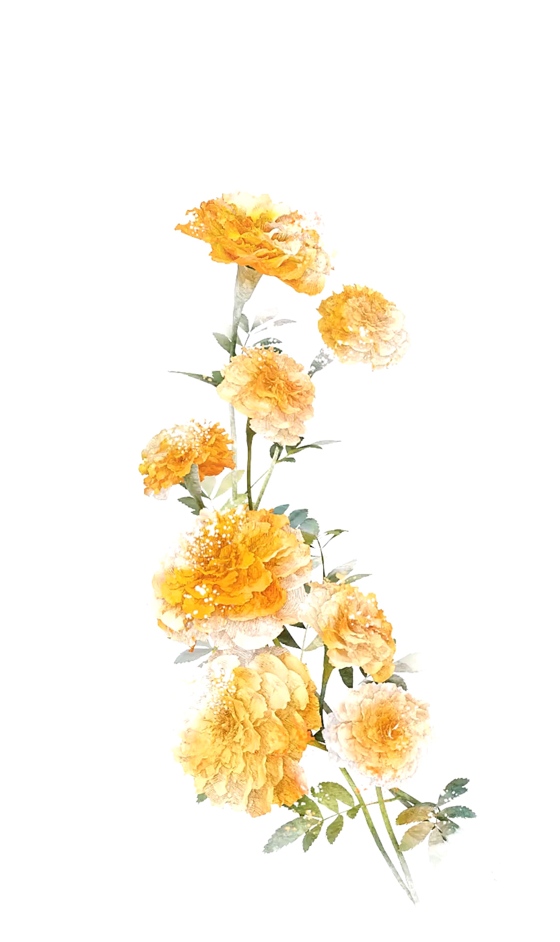 marigold-1