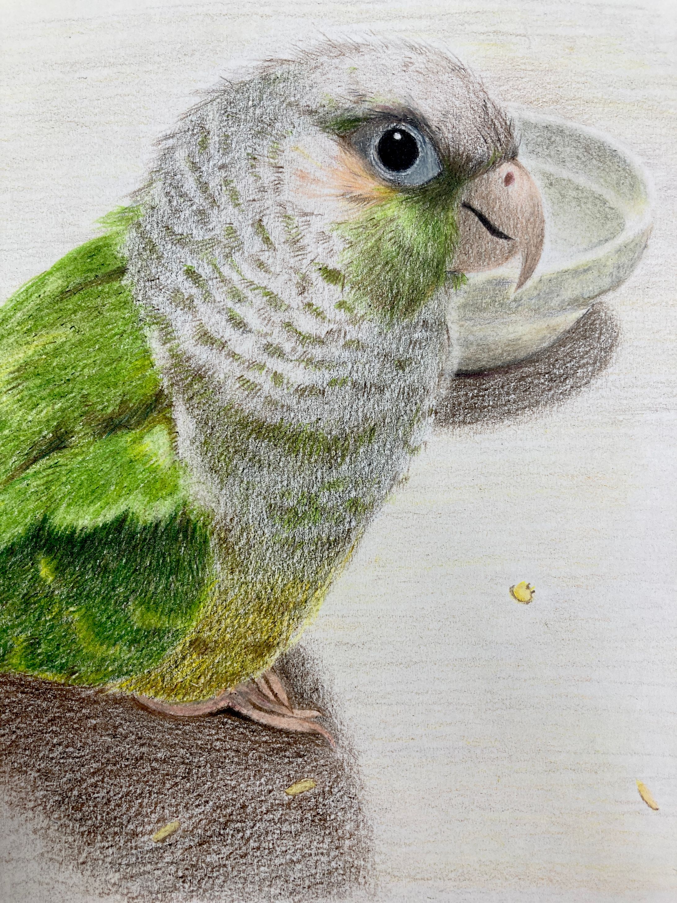 色鉛筆画ウロコインコ-1