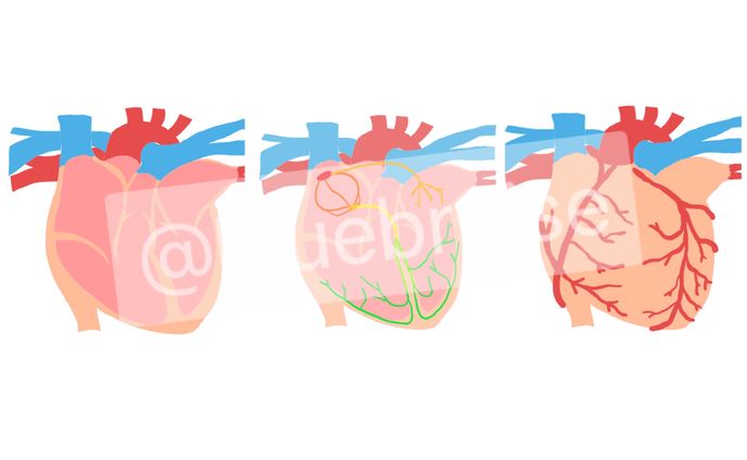 イラスト、心臓病用聴診器