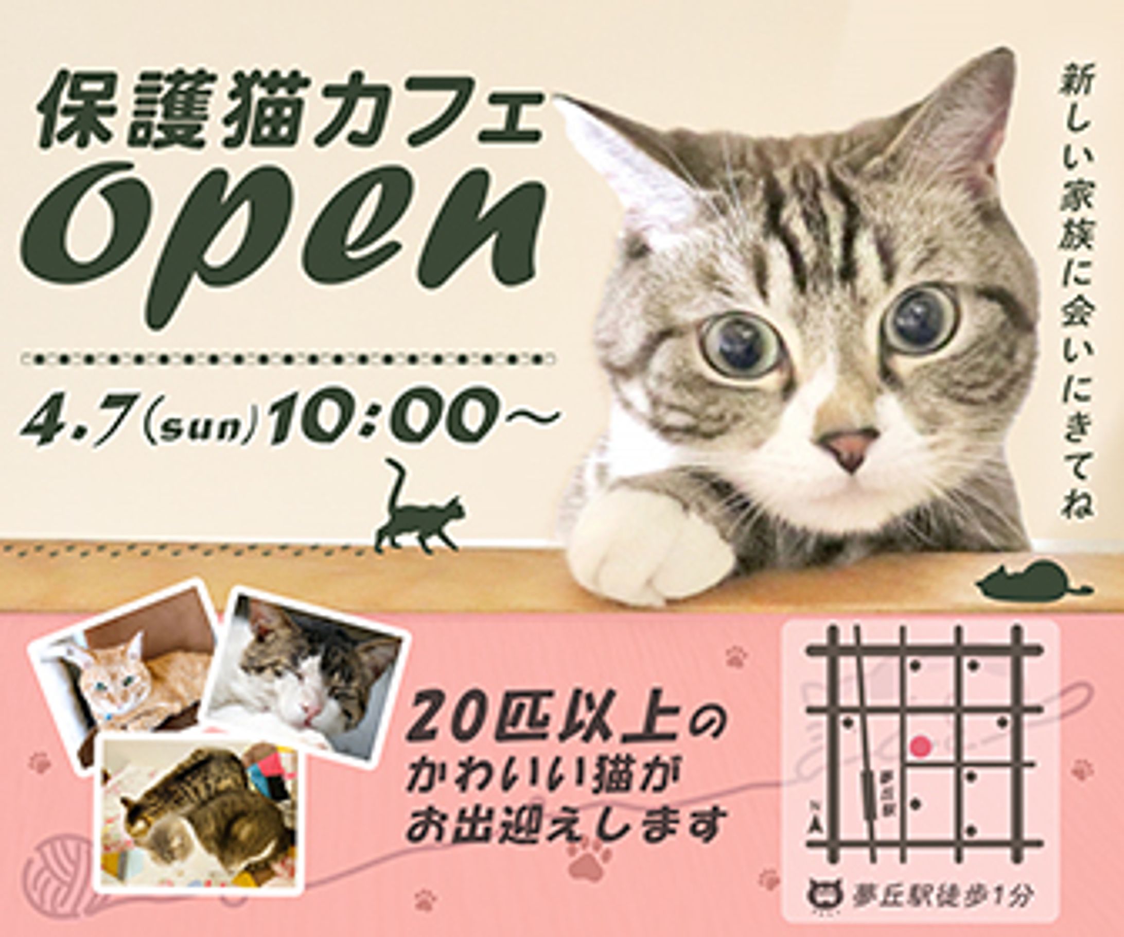 保護猫カフェ3.5-1