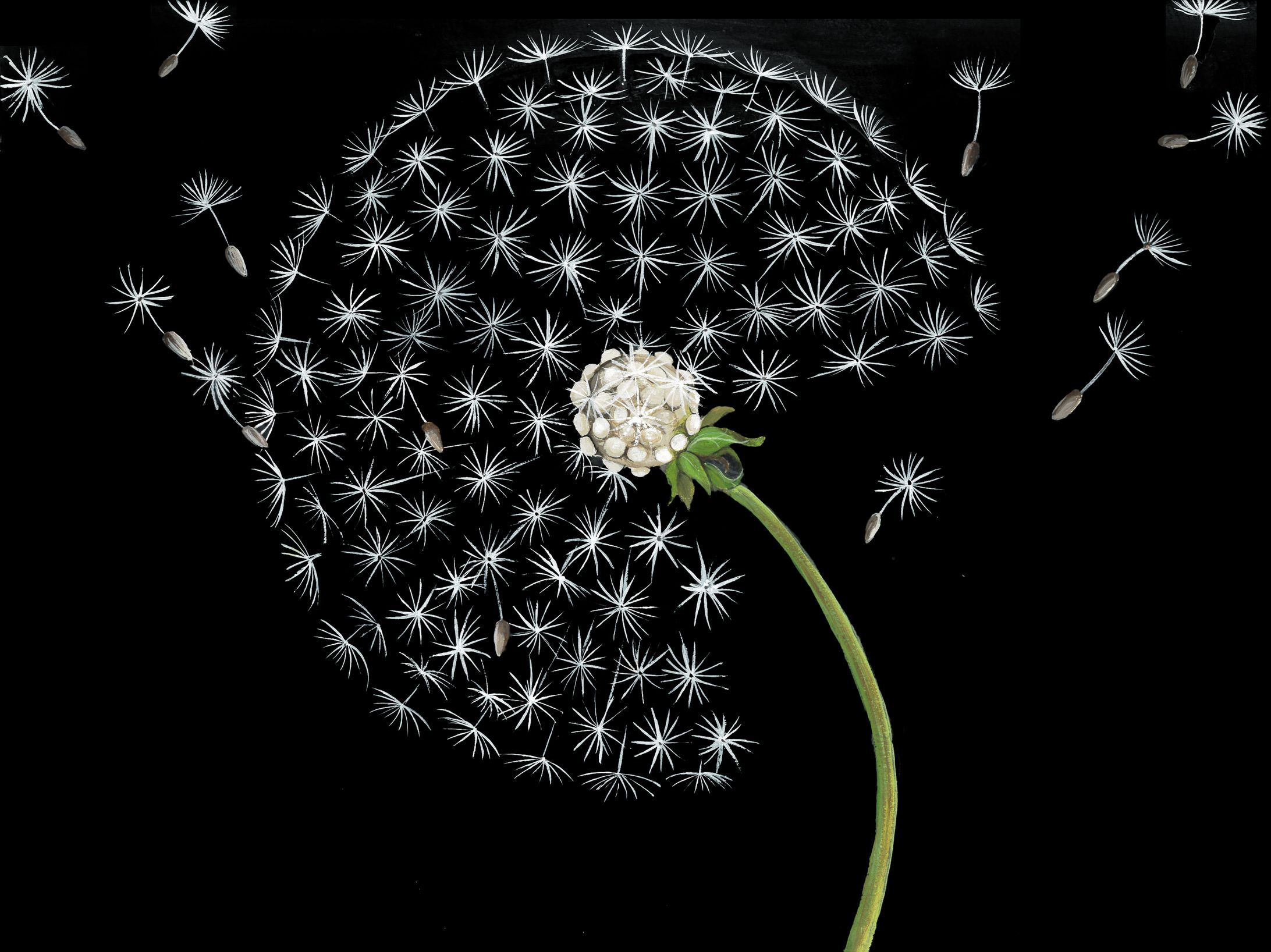 タンポポの綿毛　壁面の元になる絵-1