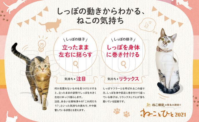 DTP｜ねこイベント展示パネル