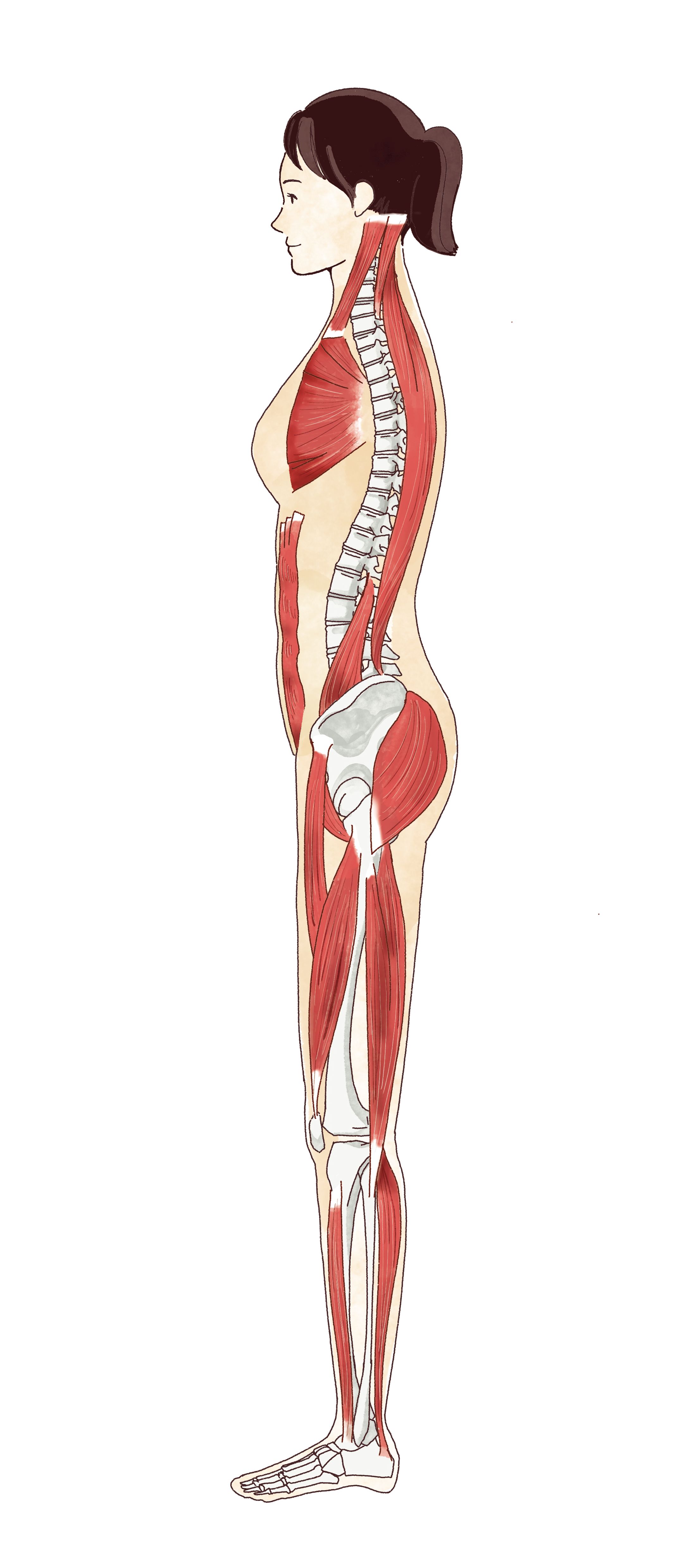 横向き女性・筋肉イメージイラスト-1