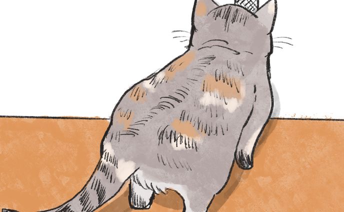 うちの猫