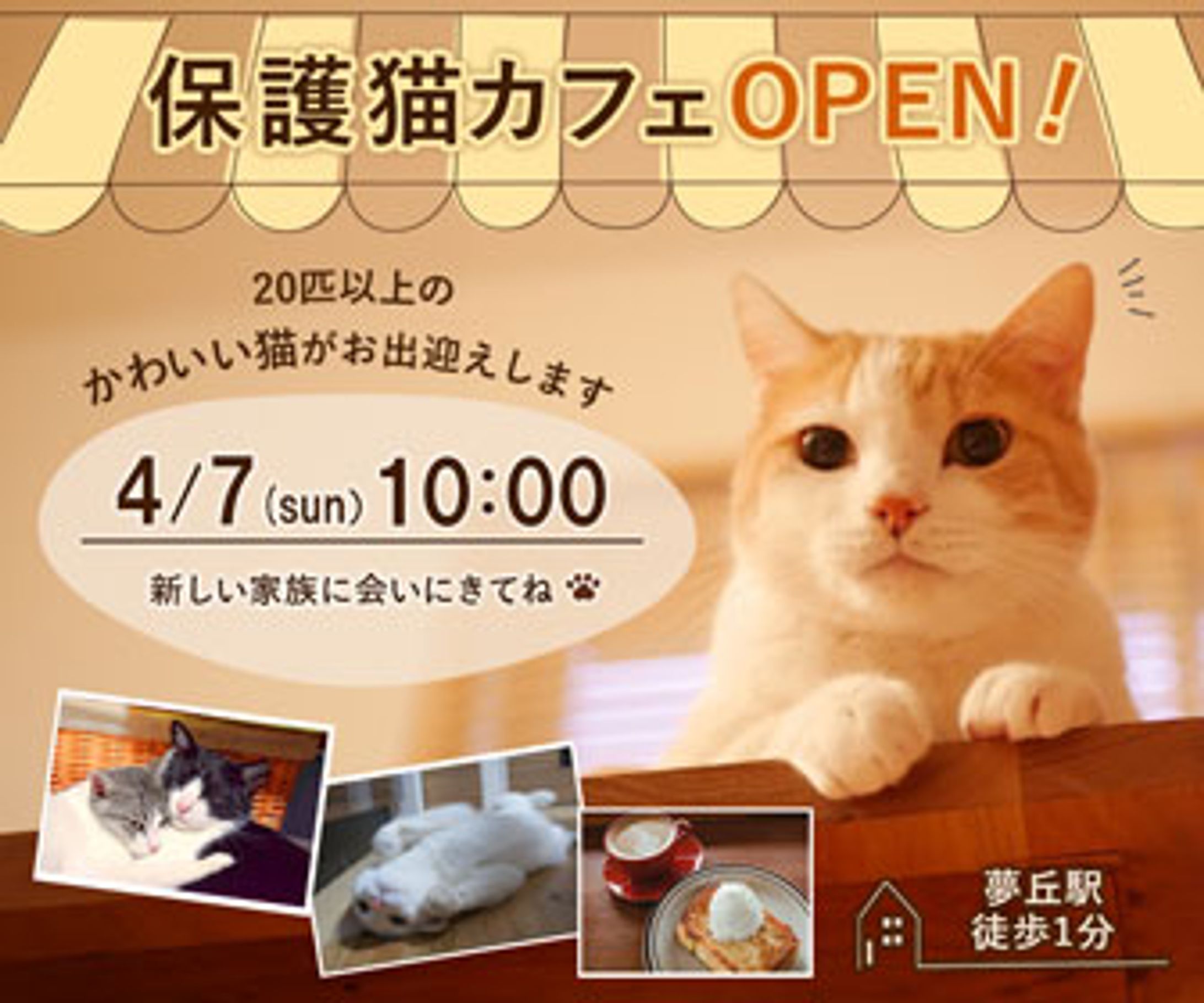 保護猫カフェ　バナー-1