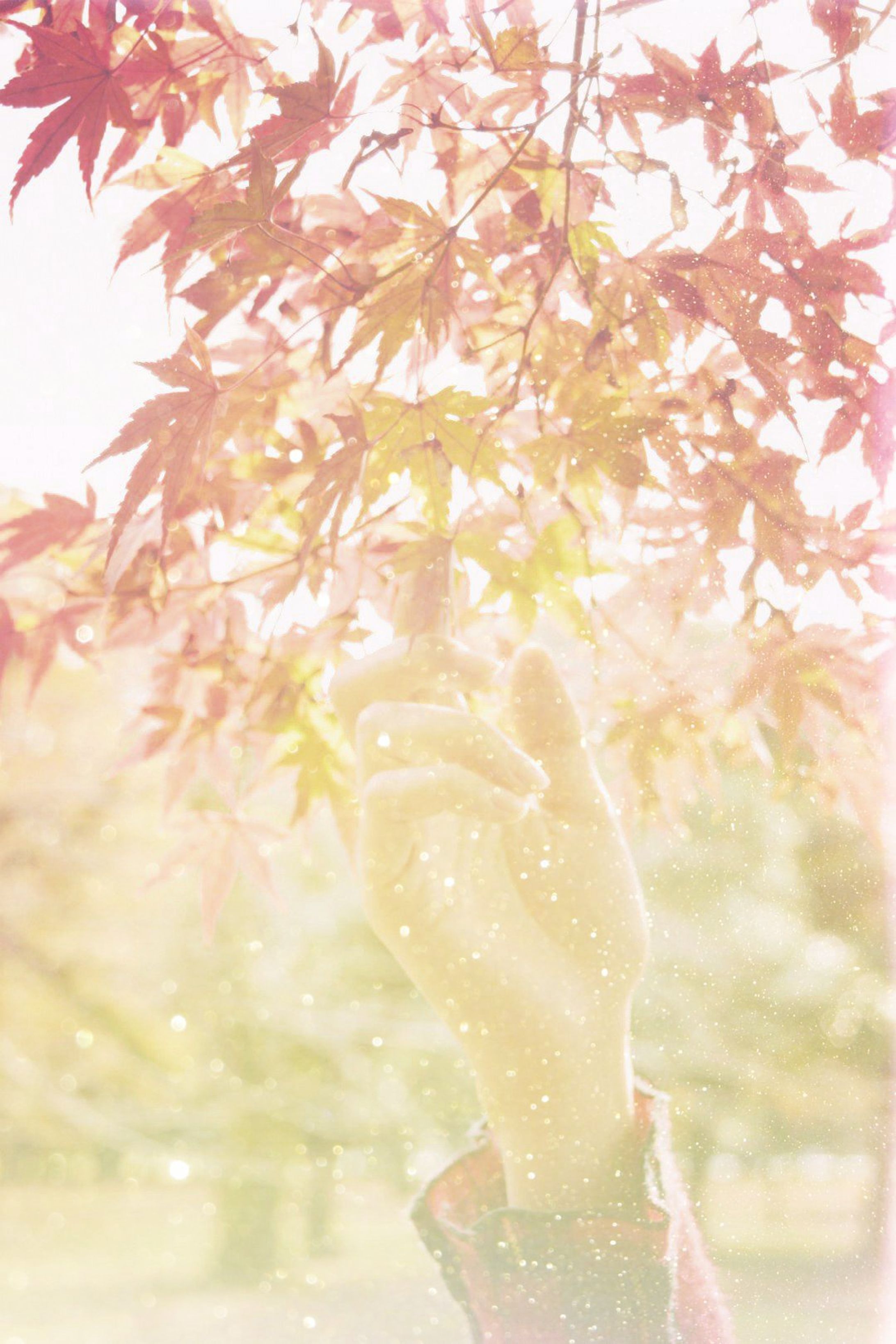 NATURE-1