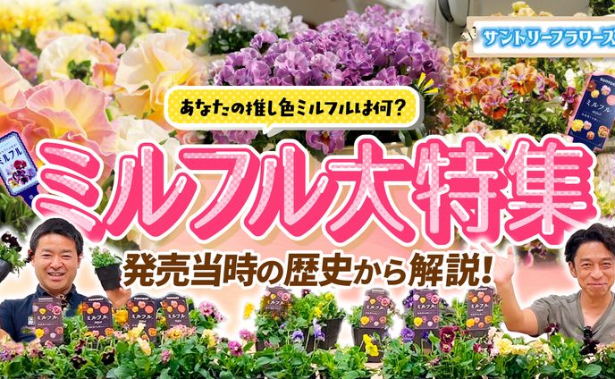 サムネイル制作【サントリーフラワーズ様】