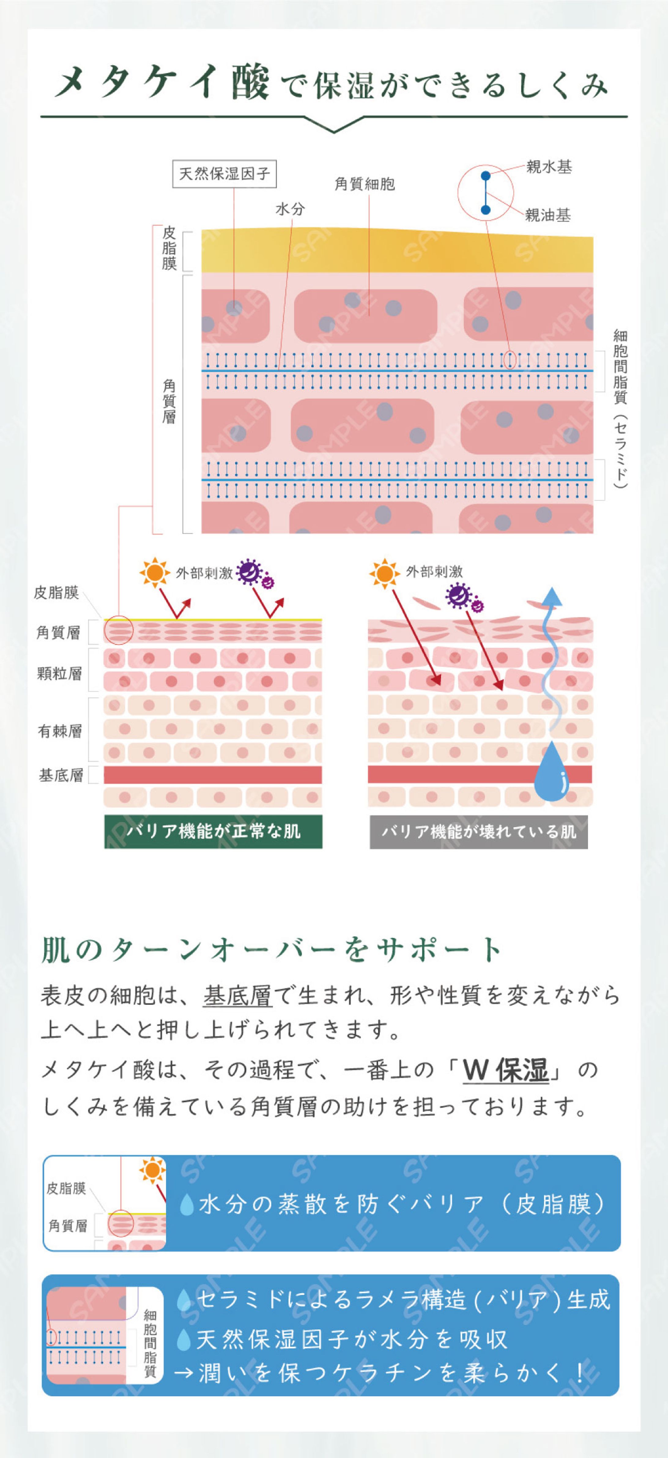 イラスト制作_美容成分の解説用-1