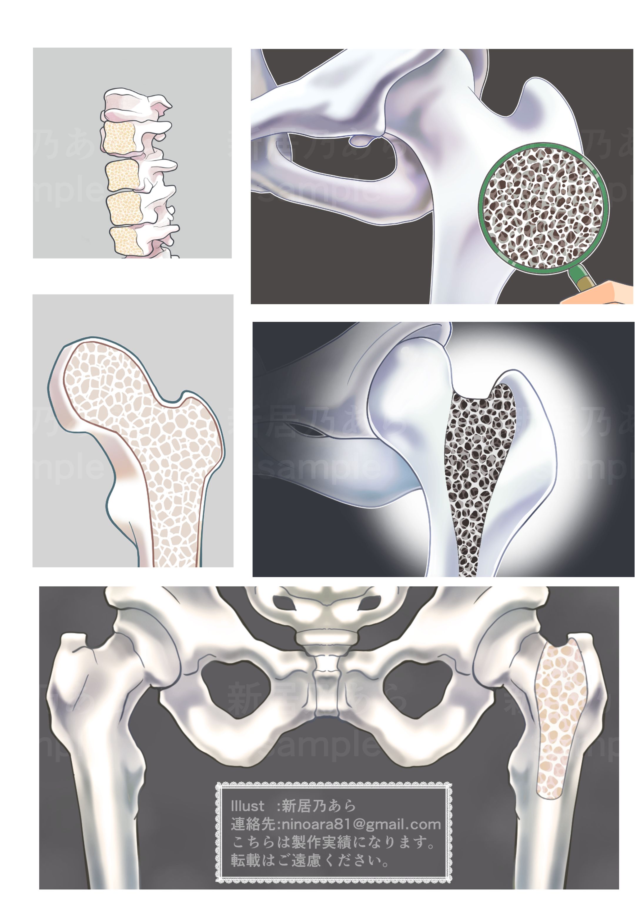 ご依頼例　人体/骨のイラスト-1
