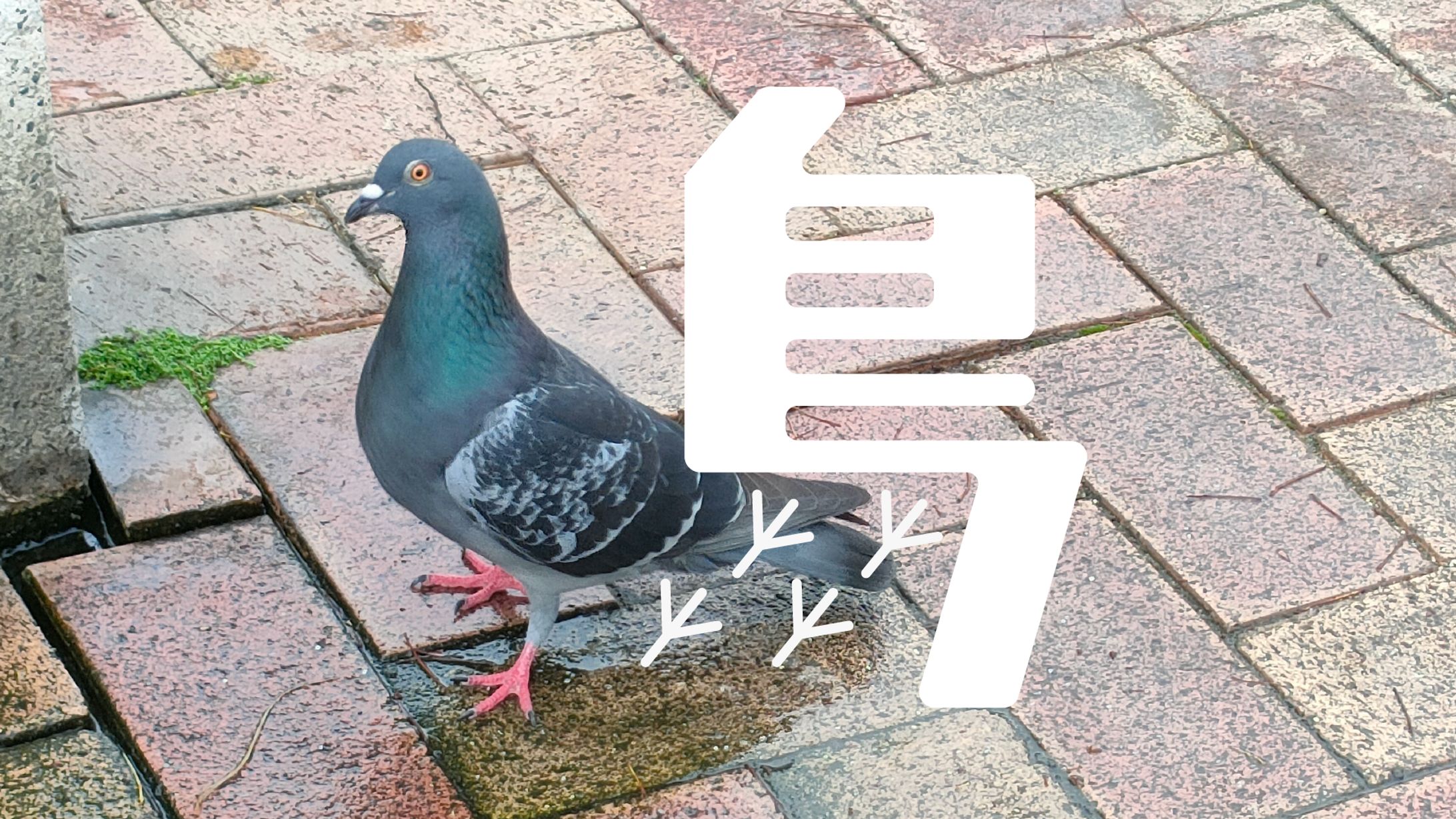 まちもじ散歩 「鳩」「植」「並」「灯」20250614-1