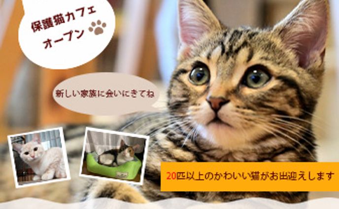 猫カフェ-オープン告知バナー