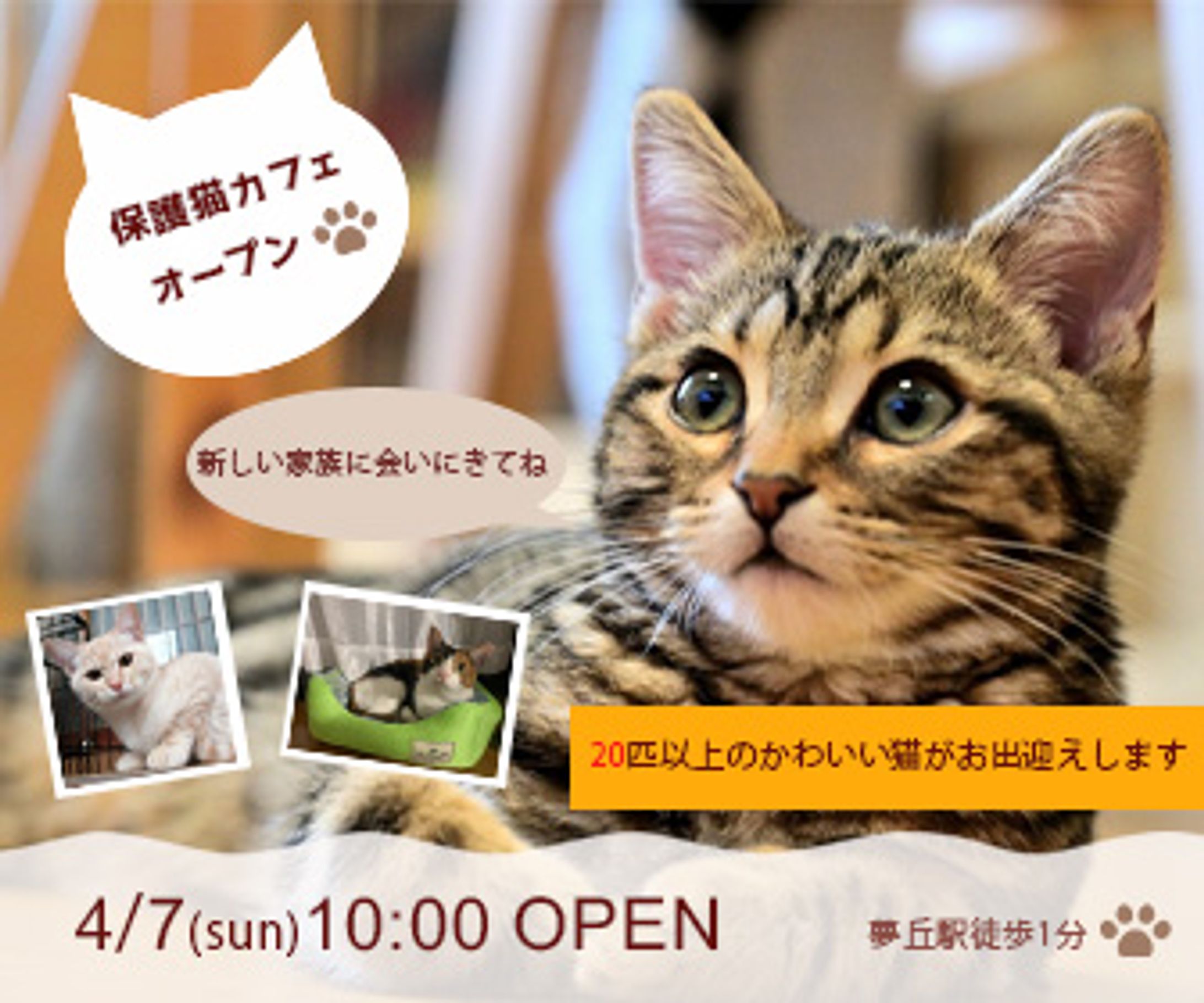猫カフェ-オープン告知バナー-1