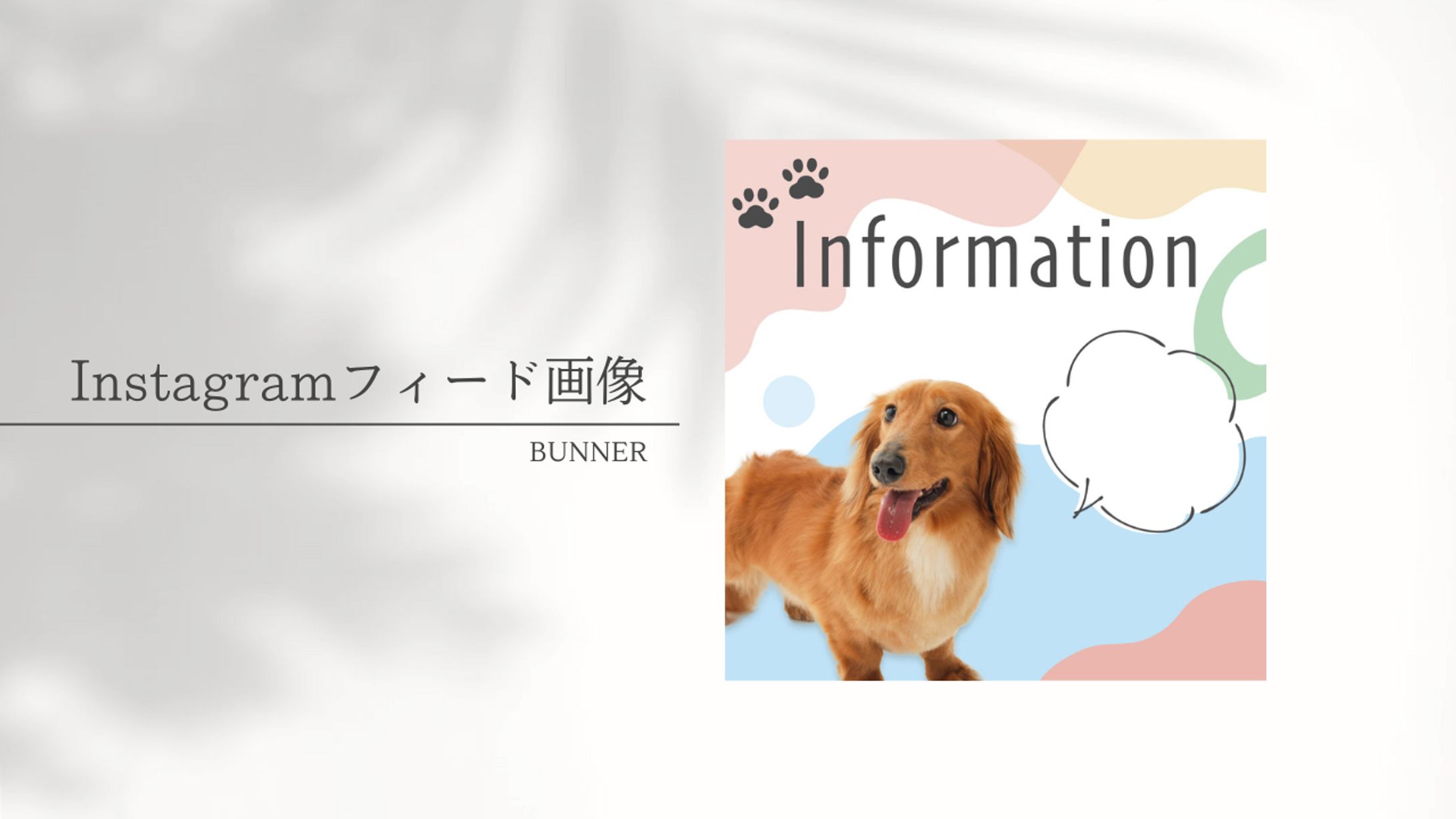 犬メディアのインスタフィード画像：雛形-1
